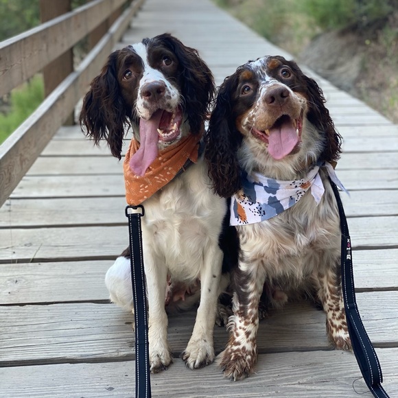 Meet your Posher, Jaycee - Picture 1 of 1